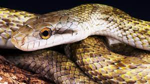 SNAKES: THEY ARE COLD- BLOODED AND ECTOTHERMIC IN NATURE   