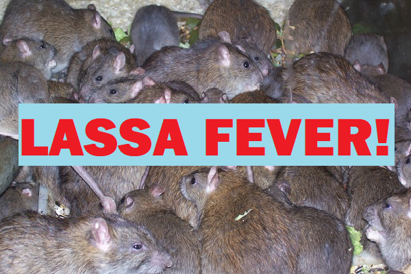 FG Strengthens Response To Lassa Fever