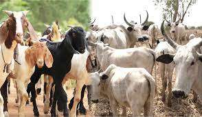 NALDA empowers 500 Kano ex-drug addicts with goats, cows