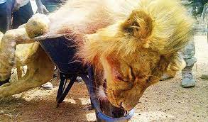 Borno ministry confirms killing lion in Konduga LG