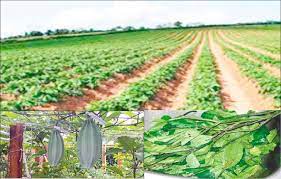 Group empowers 32 pumpkin leaf growers in FCT