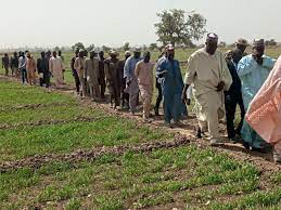 NALDA impacts irrigation farming in Katsina, dry season wheat production in Gombe