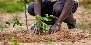 Nigeria’s 25 Million Trees Target is Possible- Stakeholder