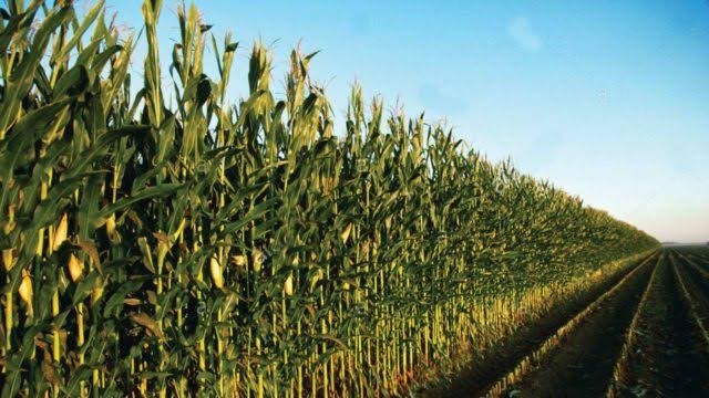 Maize Association takes loan recovery drive to northern Nigeria
