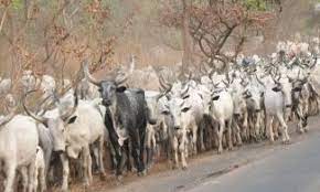 Adamawa to inoculate 1m cattle against zoonosis – Official